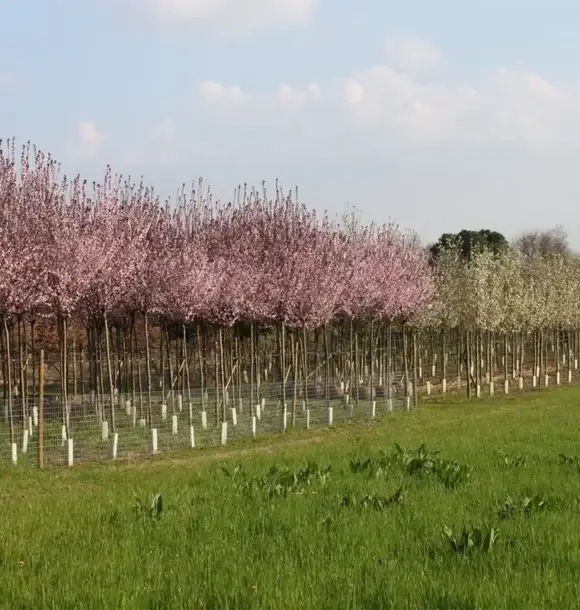 AM CASALI - Alberi da frutto e non solo - Pavia - lodi - milano - AM Casali Piscine Giardini a Lodi Pavia Piacenza Milano Crema Lombardia