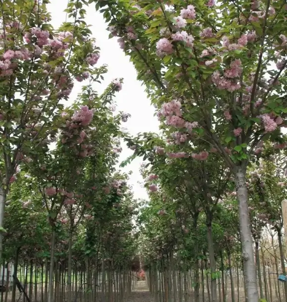 AM CASALI - Alberi da frutto - lodi - borghetto - livraga - belgioioso - AM Casali Piscine Giardini a Lodi Pavia Piacenza Milano Crema Lombardia