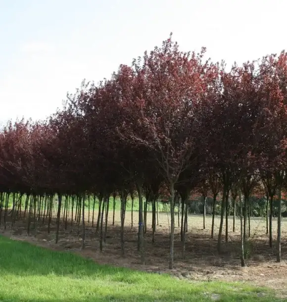 AM CASALI - Alberi stagionali e sempreverdi - lodi - borghetto - livraga - belgioioso - AM Casali Piscine Giardini a Lodi Pavia Piacenza Milano Crema Lombardia