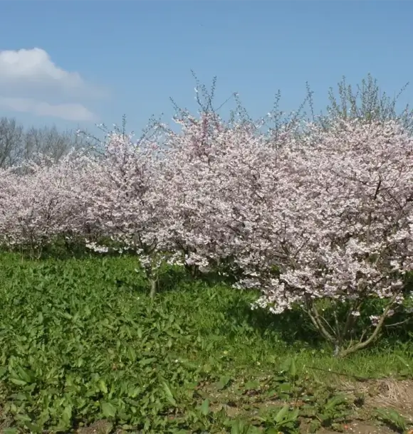 AM CASALI - Ampia varietà di piante fiori ed arbusti - Pavia - lodi - milano - AM Casali Piscine Giardini a Lodi Pavia Piacenza Milano Crema Lombardia