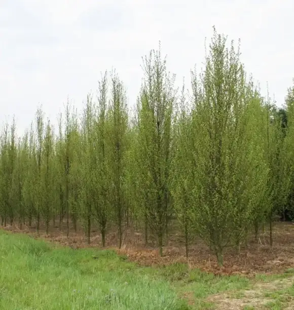 AM CASALI - Arbusti per aree pubbliche - lodi - borghetto - livraga - belgioioso - AM Casali Piscine Giardini a Lodi Pavia Piacenza Milano Crema Lombardia