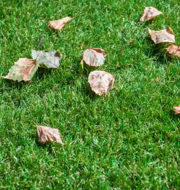 AM CASALI - Cura del giardino - Pavia - lodi - milano - AM Casali Piscine Giardini a Lodi Pavia Piacenza Milano Crema Lombardia