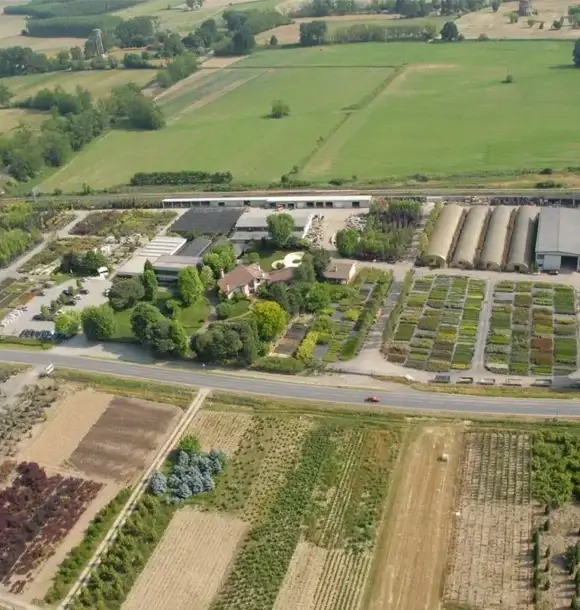 AM CASALI - Nel nostro vivaio c'è un'ampia varietà di piante ed alberi - Pavia - lodi - milano - AM Casali Piscine Giardini a Lodi Pavia Piacenza Milano Crema Lombardia