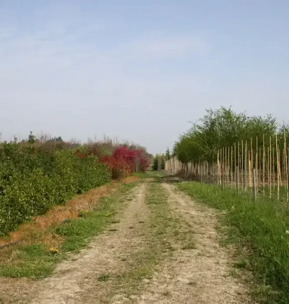AM CASALI - Nel nostro vivaio trovi tutto il necessario per dar vita al tuo orto - livraga - belgioioso - AM Casali Piscine Giardini a Lodi Pavia Piacenza Milano Crema Lombardia
