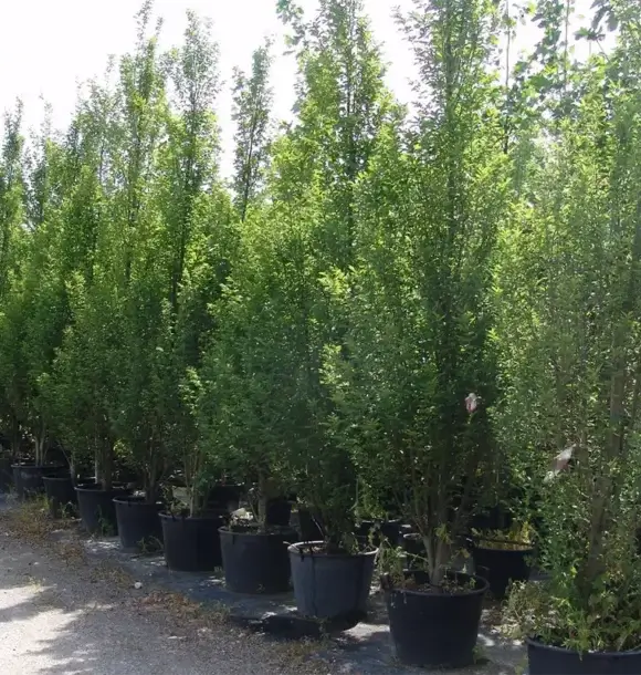 AM CASALI - Personalizza la tua area verde con i nostri alberi - Pavia - lodi - milano - AM Casali Piscine Giardini a Lodi Pavia Piacenza Milano Crema Lombardia