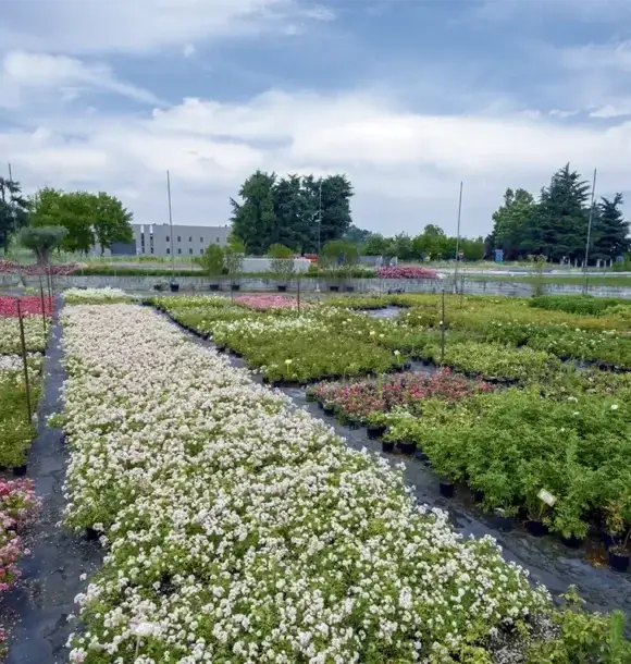 AM CASALI - Realizza lo spazio esterno perfetto per la tua casa - lodi - borghetto - livraga - belgioioso - AM Casali Piscine Giardini a Lodi Pavia Piacenza Milano Crema Lombardia