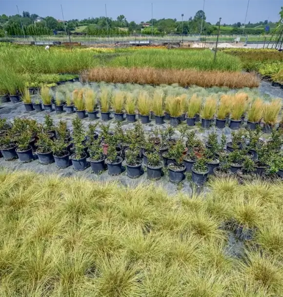 AM CASALI - Scegli la soluzione perfetta per la tua casa - Pavia - lodi - milano - AM Casali Piscine Giardini a Lodi Pavia Piacenza Milano Crema Lombardia