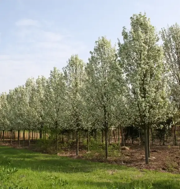 AM CASALI - Scegli la soluzione perfetta per te nel nostro vivaio - lodi - borghetto - livraga - belgioioso - AM Casali Piscine Giardini a Lodi Pavia Piacenza Milano Crema Lombardia