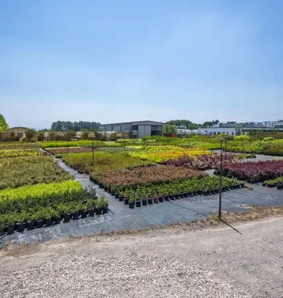 AM CASALI - Scopri il nostro vivaio - Pavia - lodi - milano - AM Casali Piscine Giardini a Lodi Pavia Piacenza Milano Crema Lombardia