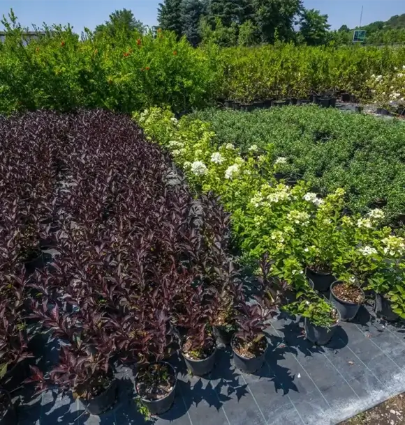 AM CASALI - Scopri le nostre varietà di piante siepi ed arbusti - Pavia - lodi - milano - AM Casali Piscine Giardini a Lodi Pavia Piacenza Milano Crema Lombardia