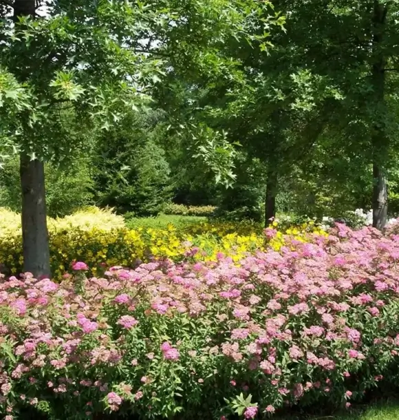 AM CASALI- Tante varietà di fiori per il verde pubblico - Pavia - lodi - milano - AM Casali Piscine Giardini a Lodi Pavia Piacenza Milano Crema Lombardia