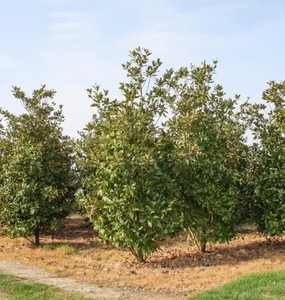 AM CASALI - Trova nel nostro vivaio la soluzione perfetta per te - lodi - borghetto - livraga - belgioioso - AM Casali Piscine Giardini a Lodi Pavia Piacenza Milano Crema Lombardia