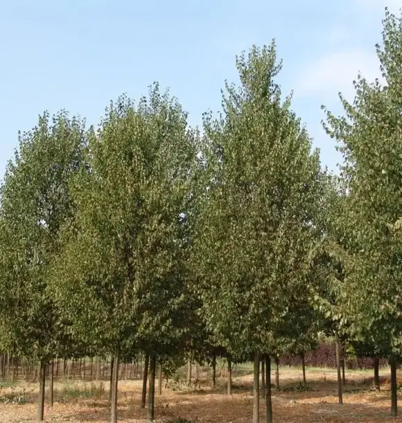 AM CASALI - Valorizza il tuo spazio verde - Pavia - lodi - milano - AM Casali Piscine Giardini a Lodi Pavia Piacenza Milano Crema Lombardia