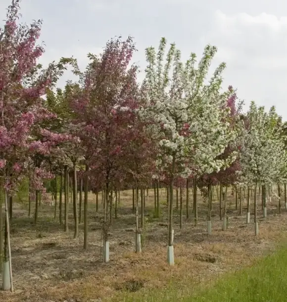 AM CASALI - Vendita alberi da inserire nel tuo giardino - Pavia - lodi - milano - AM Casali Piscine Giardini a Lodi Pavia Piacenza Milano Crema Lombardia