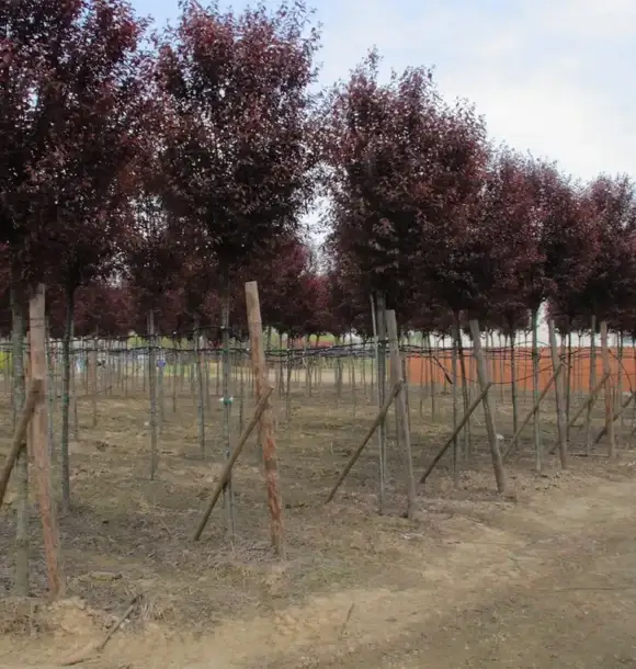 AM CASALI - Vendita alberi per arricchire il verde pubblico - Pavia - lodi - milano - AM Casali Piscine Giardini a Lodi Pavia Piacenza Milano Crema Lombardia