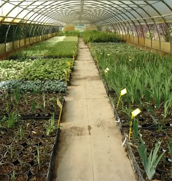 AM CASALI - Vendita di piante per ogni esigenza - Pavia - lodi - milano - AM Casali Piscine Giardini a Lodi Pavia Piacenza Milano Crema Lombardia