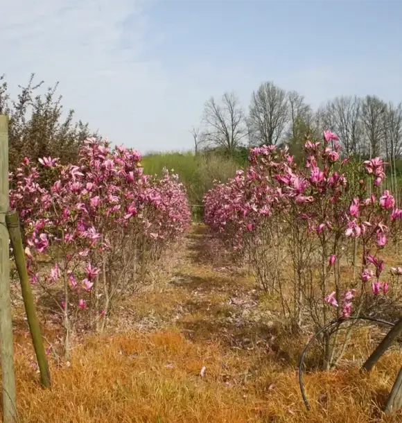 AM CASALI - Vendita fiori per arricchire il tuo giardino - livraga - belgioioso - AM Casali Piscine Giardini a Lodi Pavia Piacenza Milano Crema Lombardia