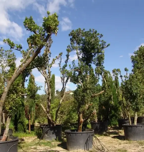 AM CASALI - Vieni a trovarci e scopri le nostre varietà di alberi - Pavia - lodi - milano - AM Casali Piscine Giardini a Lodi Pavia Piacenza Milano Crema Lombardia