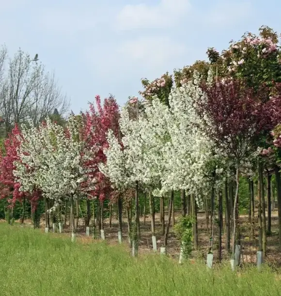 AM CASALI - Vieni a trovarci e vivi un esperienza unica nel nostro vivaio - Pavia - lodi - milano - AM Casali Piscine Giardini a Lodi Pavia Piacenza Milano Crema Lombardia