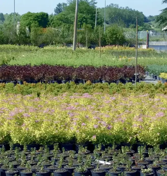 AM CASALI - Vieni a trovarci nel nostro vivaio e scopri l'ampia varietà di prodotti che abbiamo per migliorare la tua area verde - lodi - borghetto - livraga - belgioioso - AM Casali Piscine Giardini a Lodi Pavia Piacenza Milano Crema Lombardia
