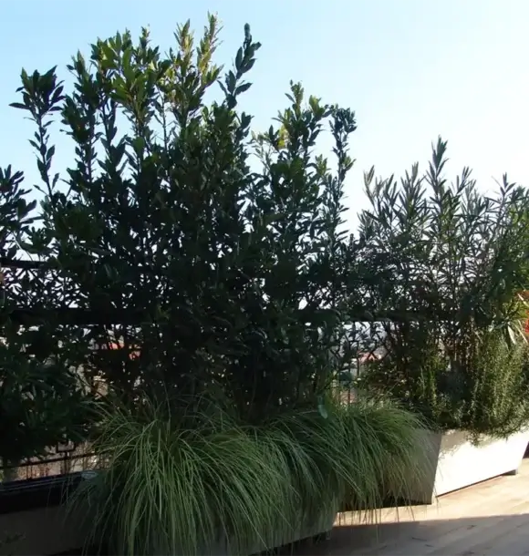 AM CASALI - affidati a noi per realizzare giardini pensili e terrazzi - Pavia - lodi - milano - AM Casali Piscine Giardini a Lodi Pavia Piacenza Milano Crema Lombardia